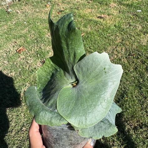 蕨類盆栽風水|在風水上，蕨類植物的風水作用：帶來繁榮與好運